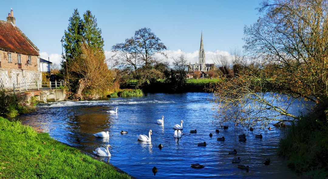 Salisbury, Wiltshire: white swan on river during daytime